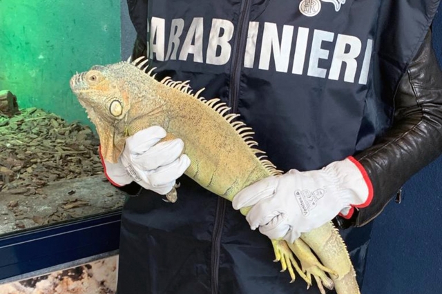 Teverola: trova iguana ferito e lo porta dai carabinieri. L’animale ora è allo zoo
