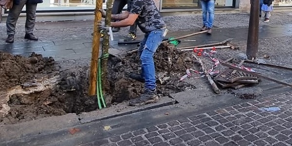 Napoli, Ass. Santagada: ripresa la piantumazione di nuovi alberi in città