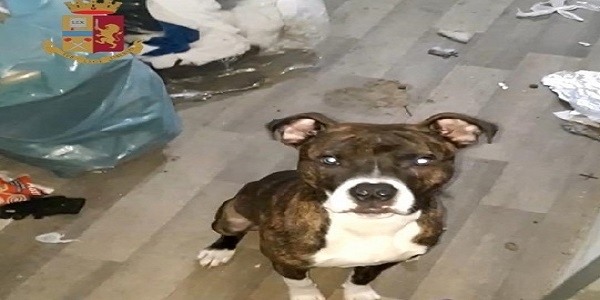 Napoli, Forcella: la polizia salva un cane