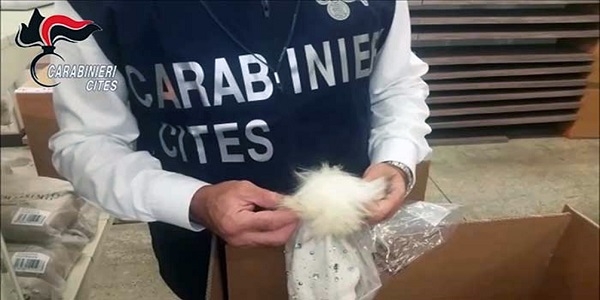 Napoli: i carabinieri forestali sequestrano abbigliamento con pellicce di orsetto lavatore