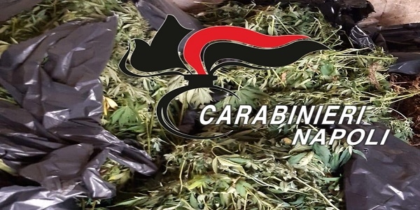 Cimitile: 42 kg di marijuana e 115 piante di cannabis sequestrate dai Carabinieri