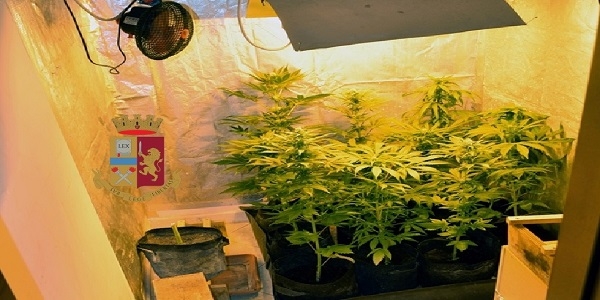 Torre del Greco: coltivava marijuana in casa, arrestato dalla polizia