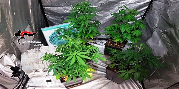 Napoli: coltivava marijuana in casa, scoperto ed arrestato dai carabinieri.