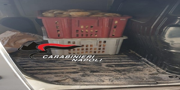 Napoli e Provincia: i carabinieri sequestrano 200 kg di pane e 50 kg di carciofi