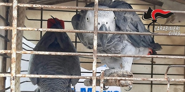 Procida: pappagalli in gabbia troppo piccola, i carabinieri denunciano un uomo