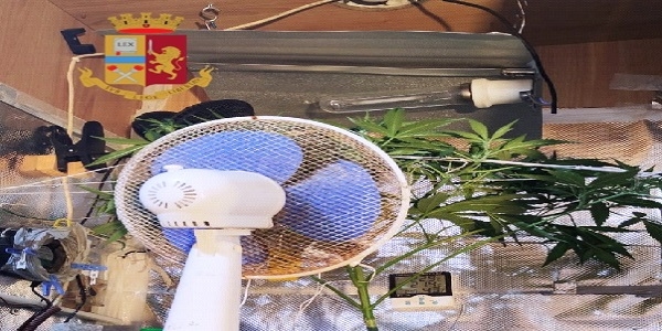 Napoli: serra di marijuana in casa, la polizia denuncia un uomo