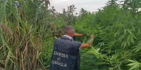 Nola: la GDF scopre e sequestra una piantagione di marijuana