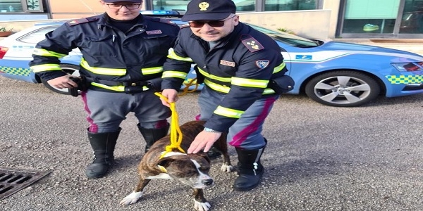 Napoli: pitbull in autostrada salvato dalla polizia