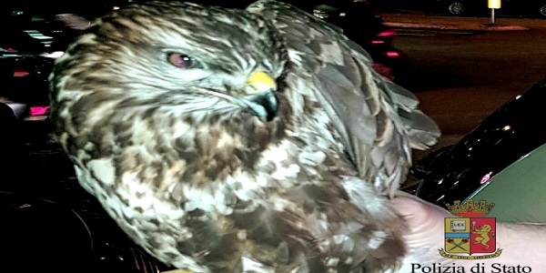 Napoli: salvato un rapace. E' stato trasportato all'Ospedale Veterinario per le cure del caso