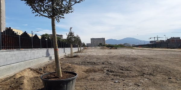 Napoli: Parco della Marinella, piantumati oggi i primi 19 alberi